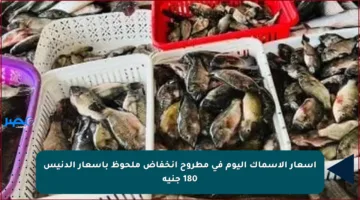 أسعار الأسماك اليوم في مطروح انخفاض ملحوظ بأسعار الدنيس 180 جنيه